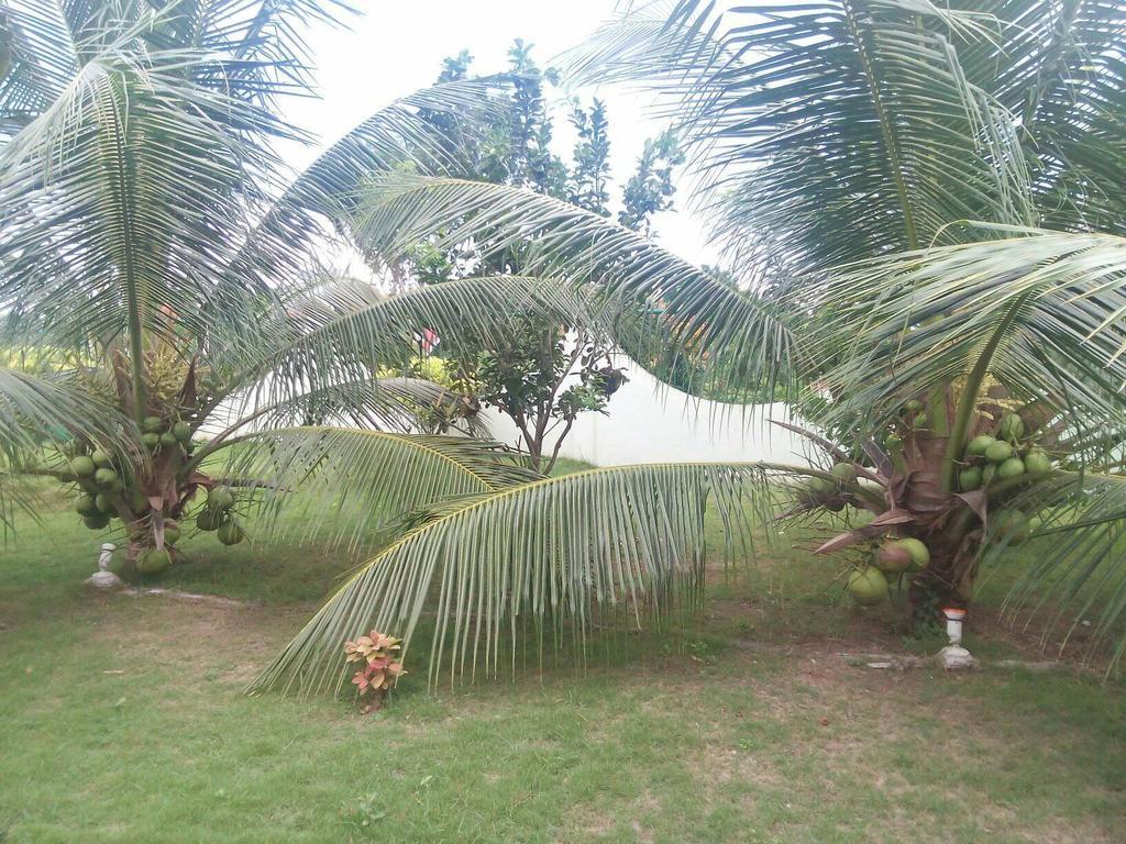 Oasi Fiore Bed & Breakfast Panglao-stad Buitenkant foto